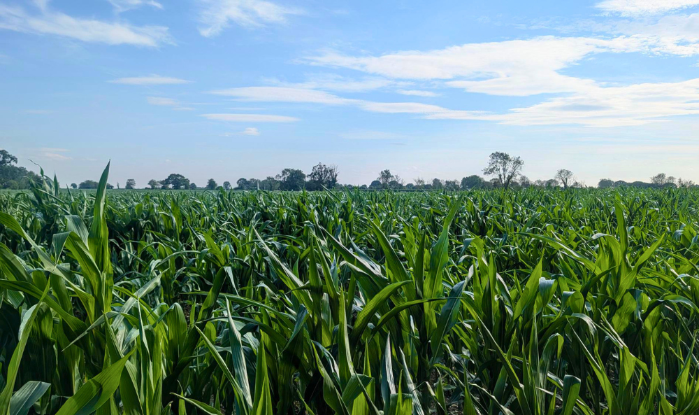 Environmental Stewardship Agricultural Image