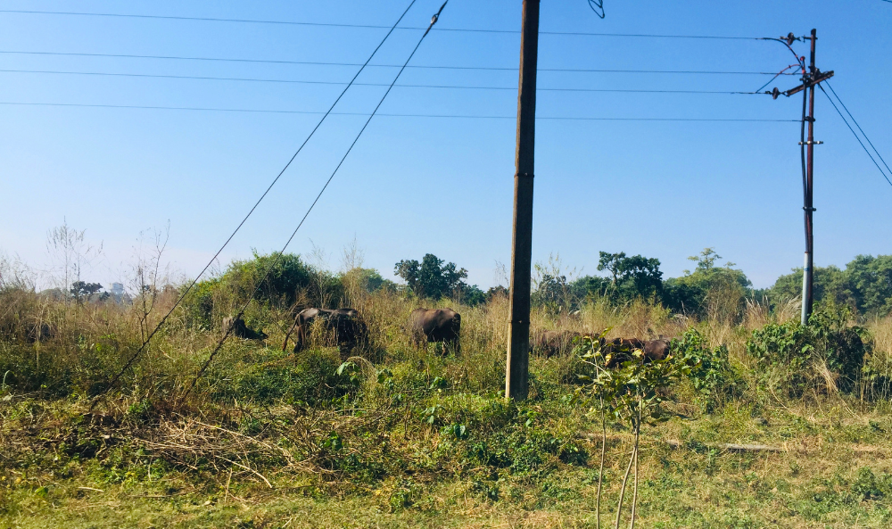 Utilities and Infrastructure image - telephone poles in field