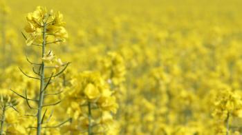 Oilseed rape