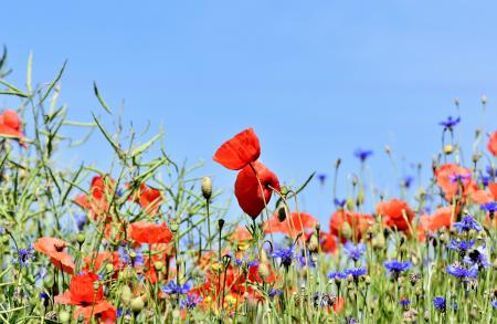 Wildflowers including poppies