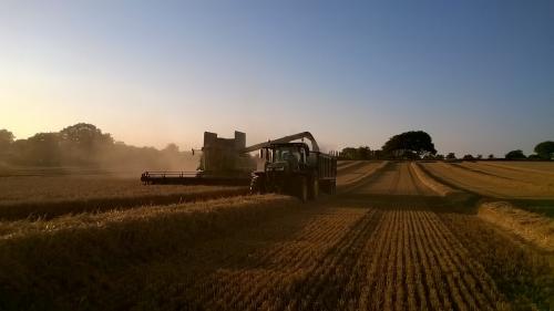 winter barley harvest 