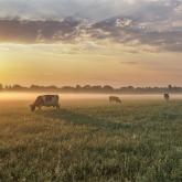 Cows in field small