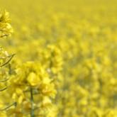 Oilseed rape