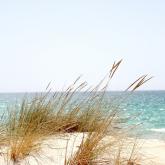 beach dawn dune web