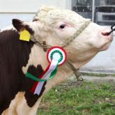 cattle rosette web