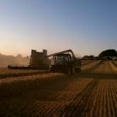 winter barley harvest GG farm