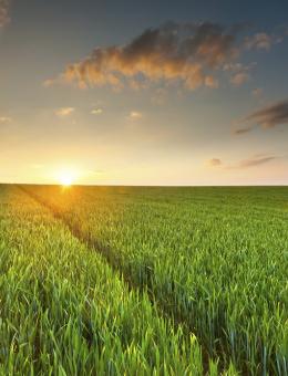 Agricultural