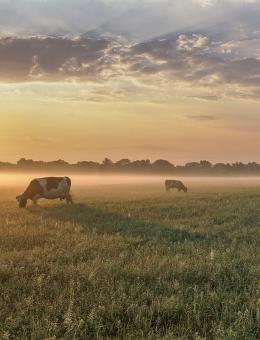 Cows in field small