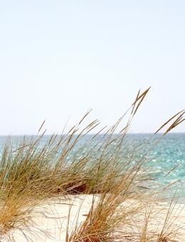 beach dawn dune web