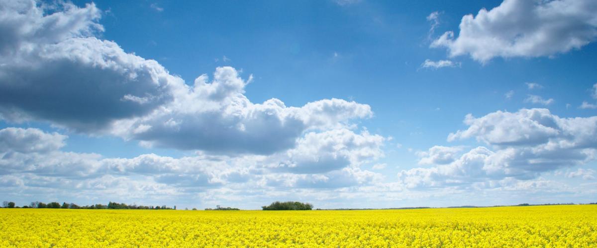 yellow field