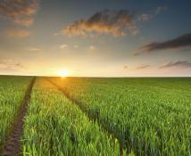 Agricultural field web